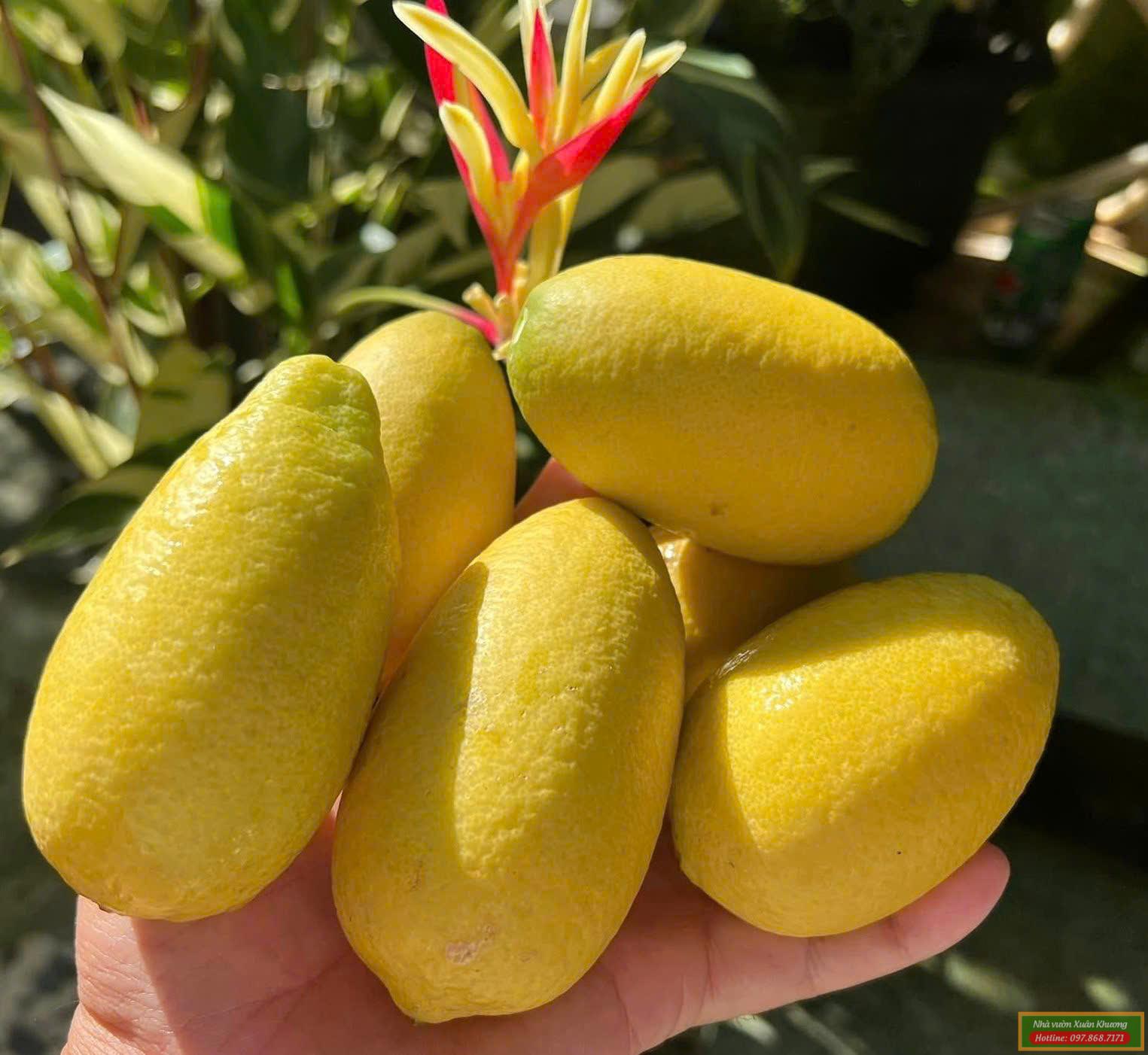 chanh ấn độ assam (1)