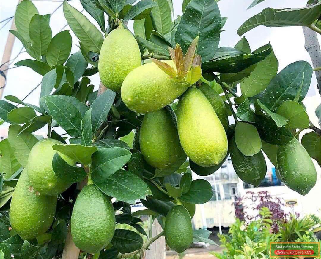 chanh ấn độ assam (3)