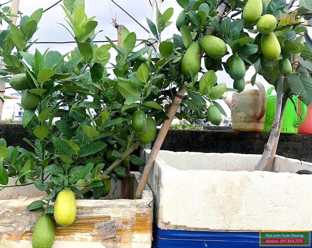 chanh ấn độ assam (4)