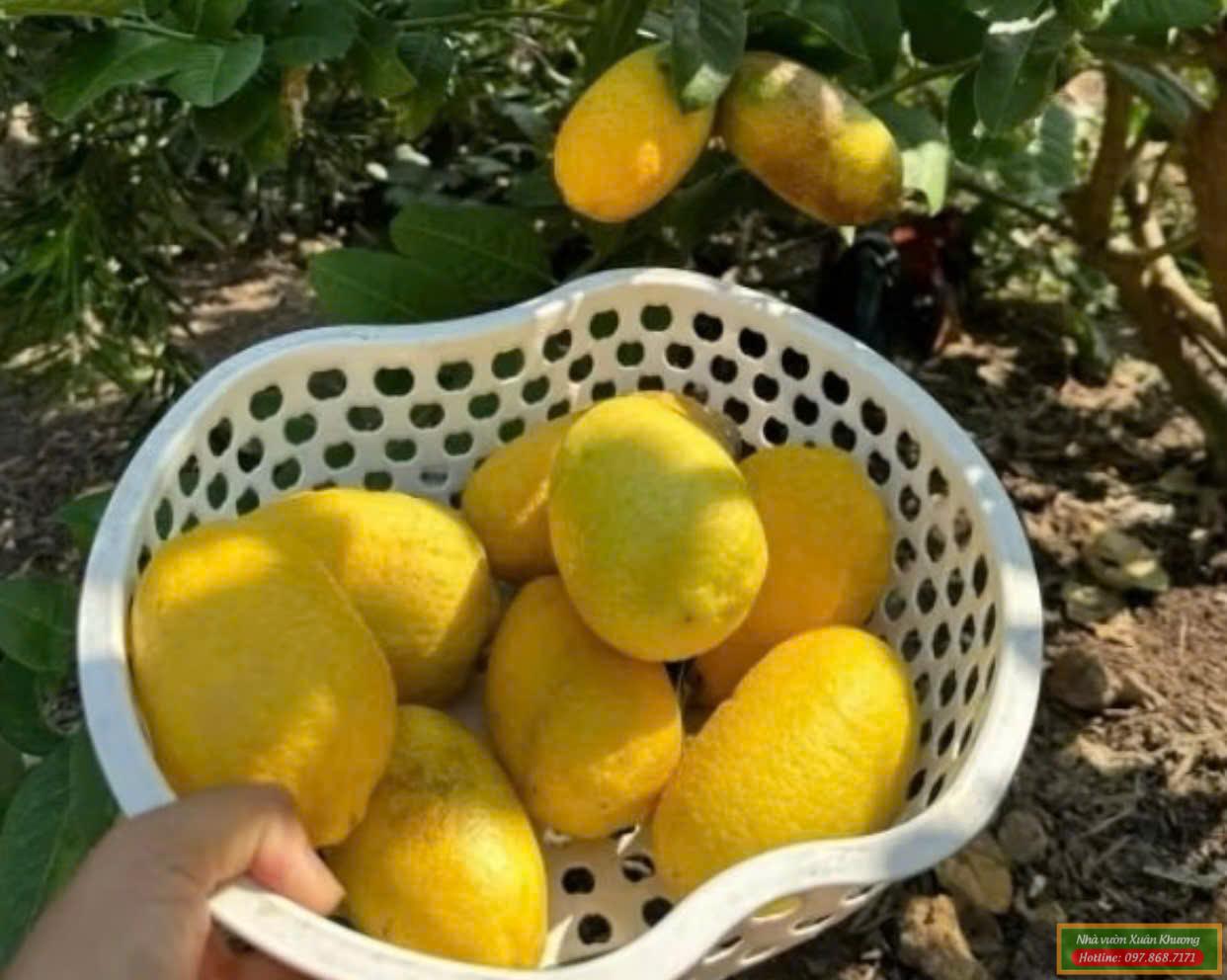 chanh ấn độ assam