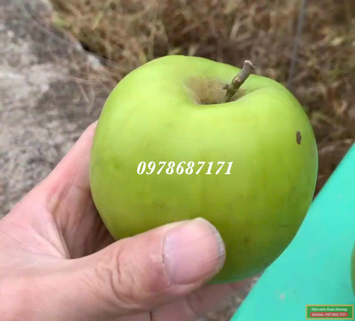 táo đài loan thế hệ mới (1)