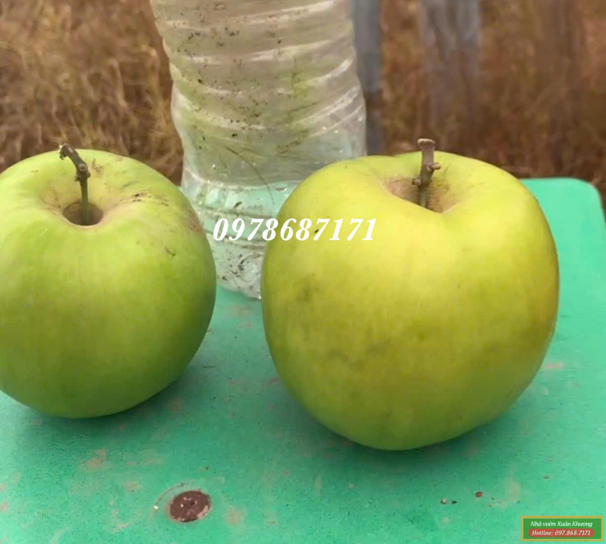 táo đài loan thế hệ mới (2)