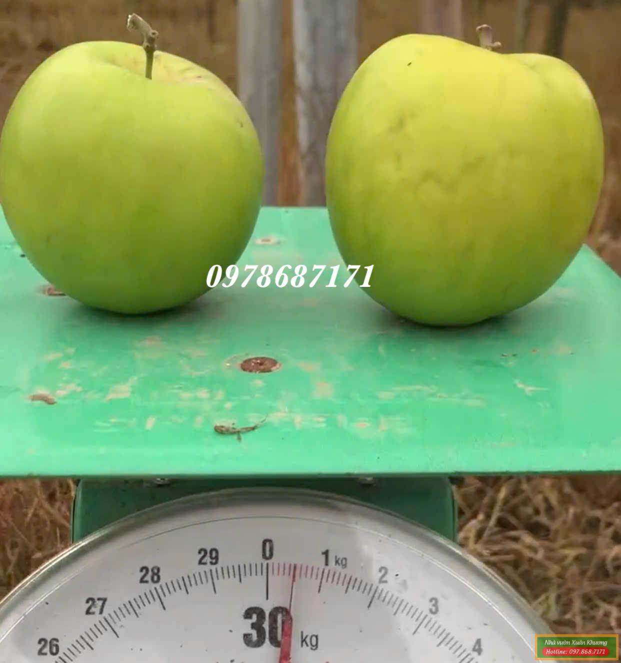 táo đài loan thế hệ mới (3)