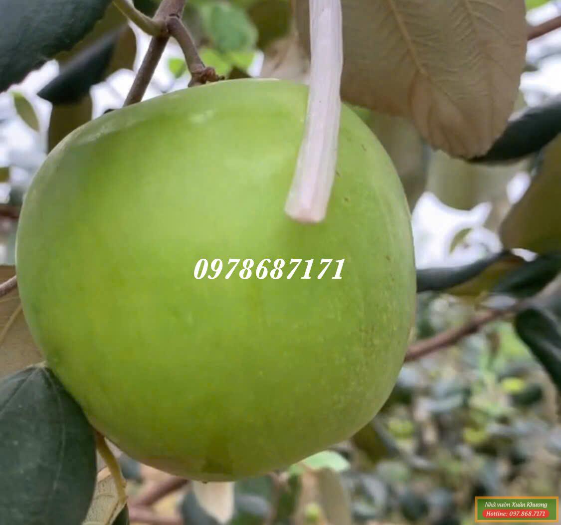 táo đài loan thế hệ mới