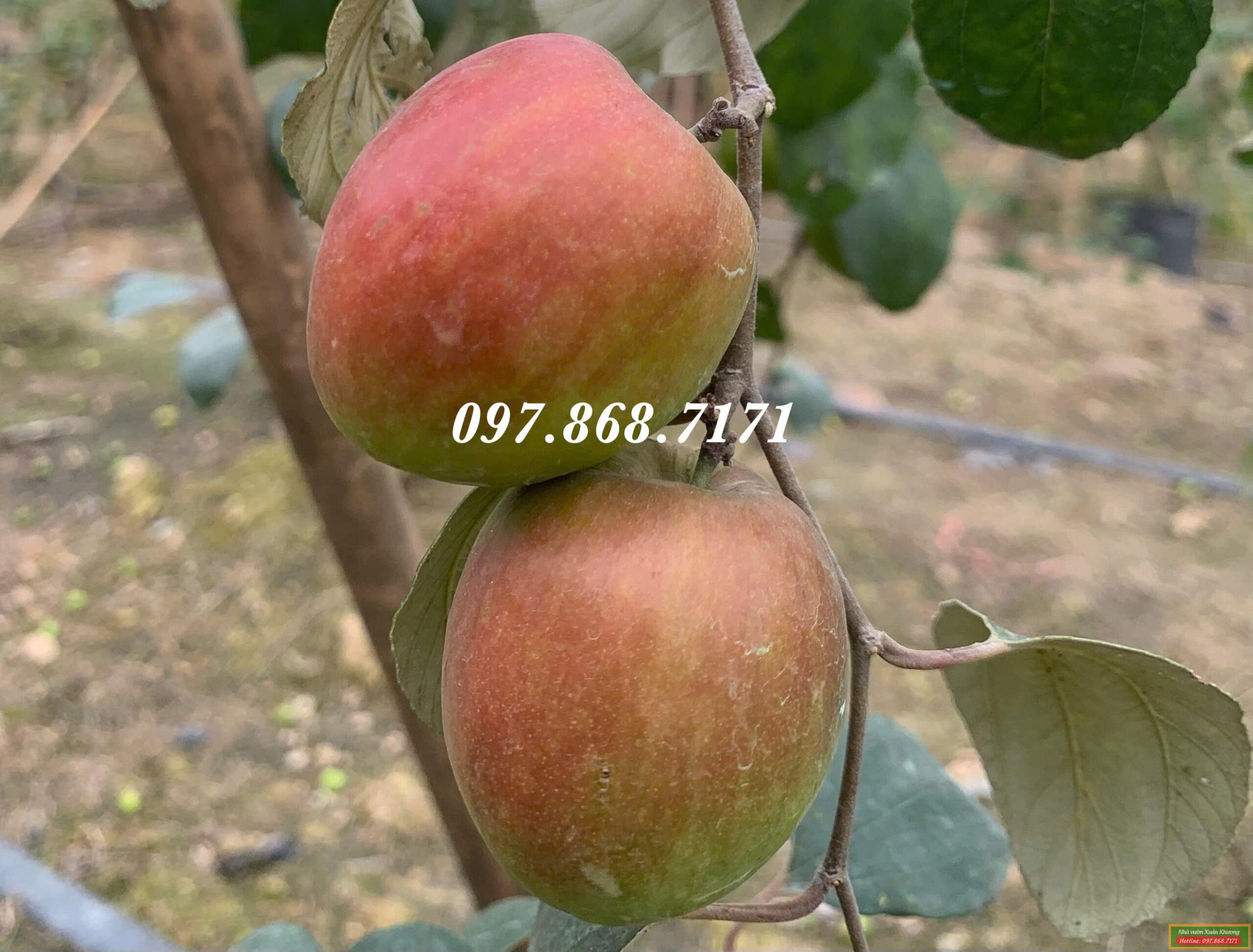 táo đỏ t8 thái lan (1)