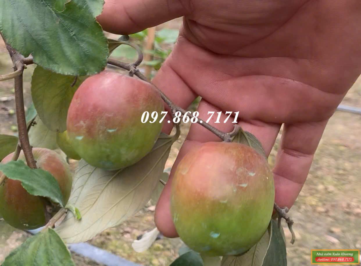 táo đỏ t8 thái lan (2)