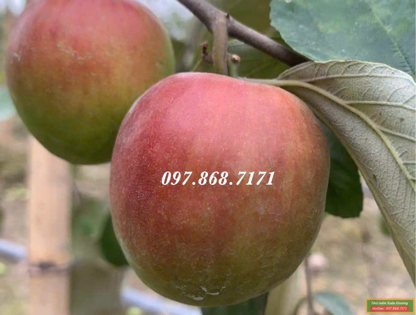 táo đỏ t8 thái lan (3)