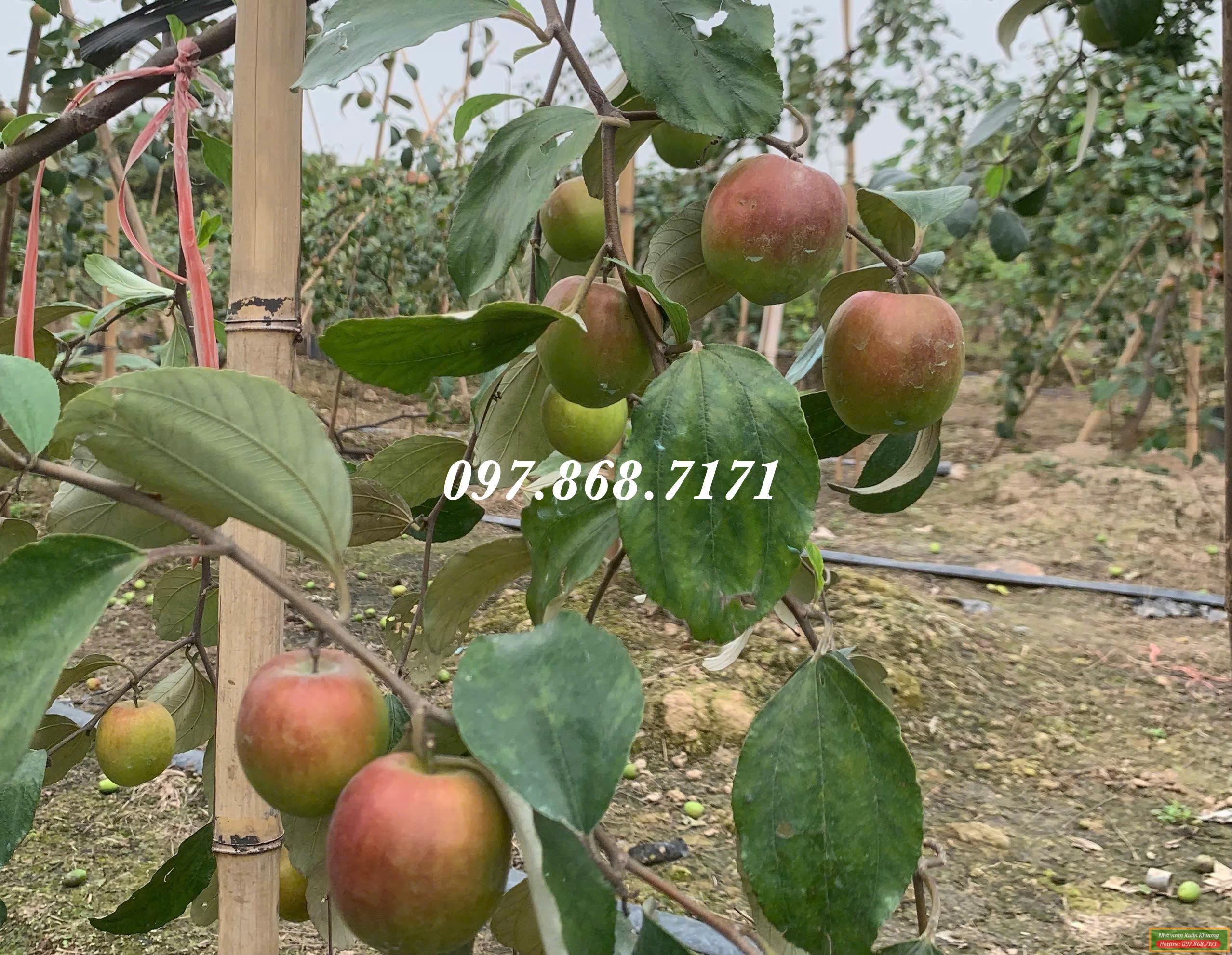 táo đỏ t8 thái lan (4)